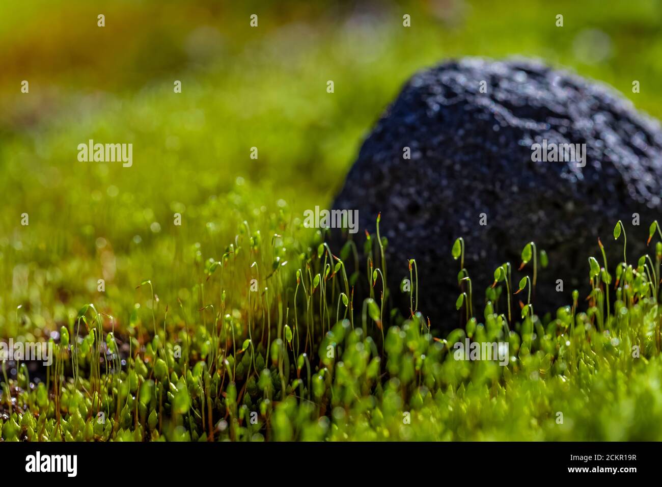 Mosses on Heliotrope Ridge below Mount Baker, Mount Baker-Snoqualmie National Forest, Washington State, USA Stock Photo