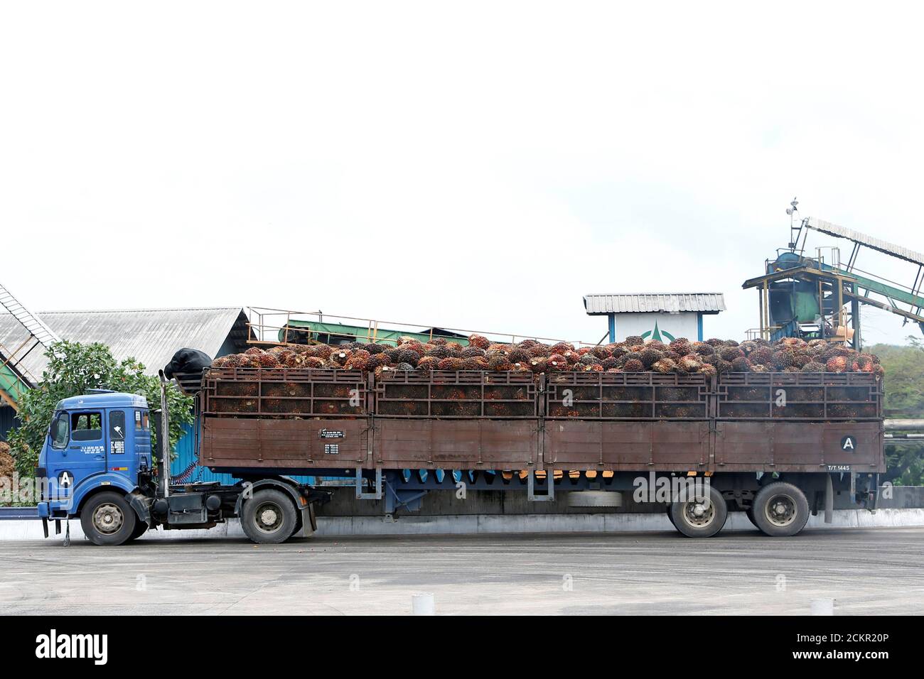 Palm Oil Fruit Bunches Are Delivered To A Mill In Bahau Negeri Sembilan Malaysia January 30 2019 Picture Taken January 30 2019 Reuters Lai Seng Sin Stock Photo Alamy