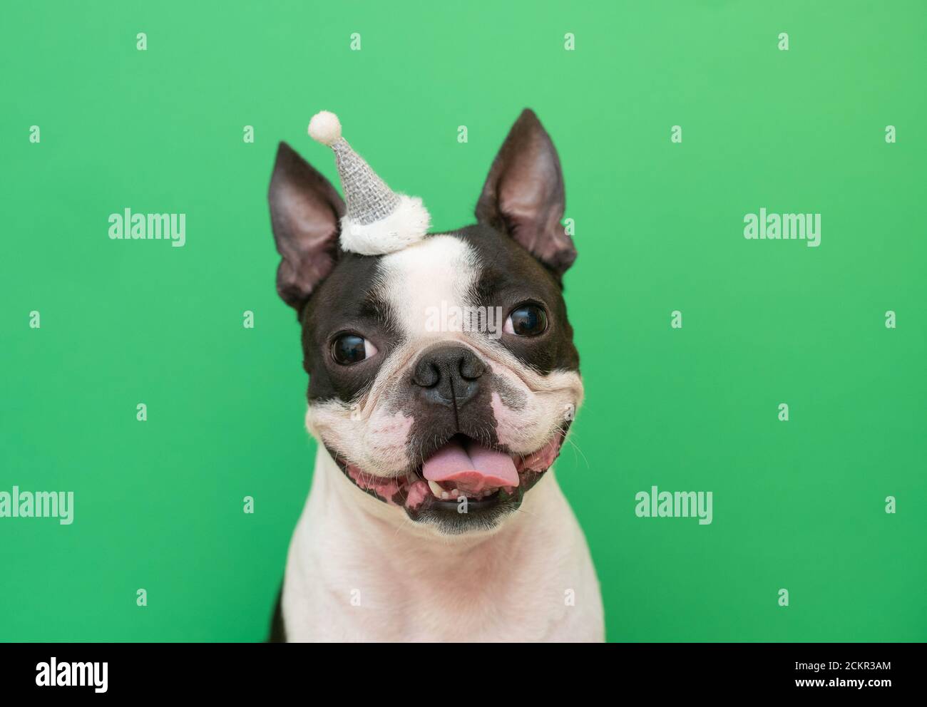 Portrait of a Boston Terrier dog in a new year's hat on a green background in the Studio. Creative.  Stock Photo