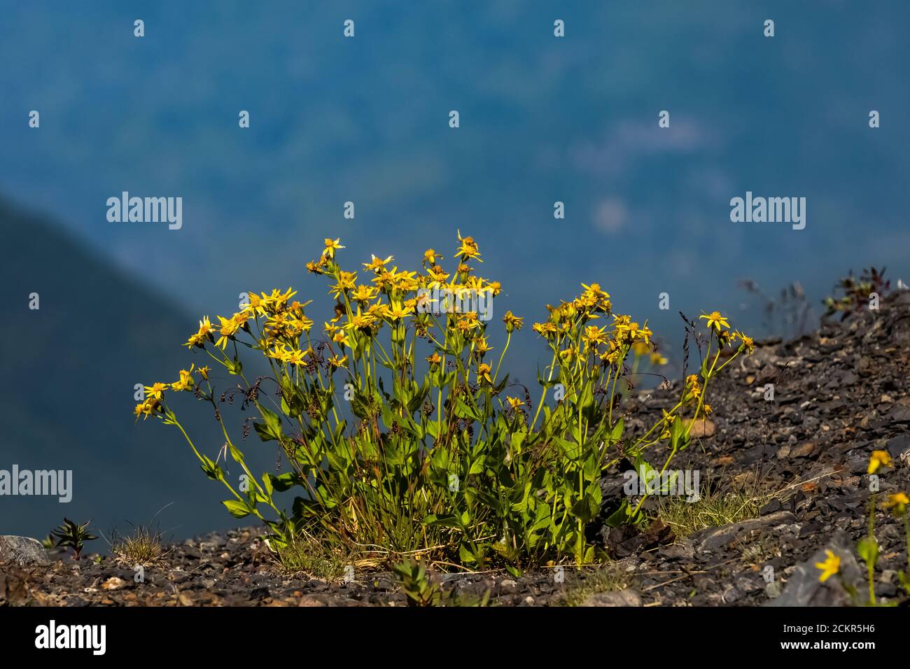 Sticky Arnica, Arnica ovata, blooming on Heliotrope Ridge below Mount Baker, Mount Baker-Snoqualmie National Forest, Washington State, USA Stock Photo