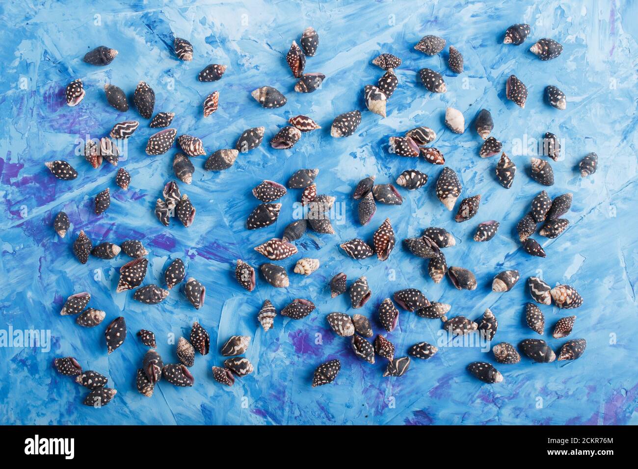 Black small seashells pattern on a blue concrete background, top view, flat lay. Stock Photo