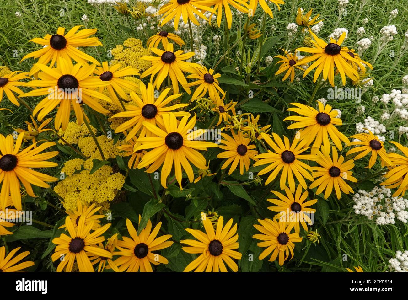 Rudbeckia fulgida Goldsturm Rudbeckia goldsturm Black-eyed Susan Stock Photo