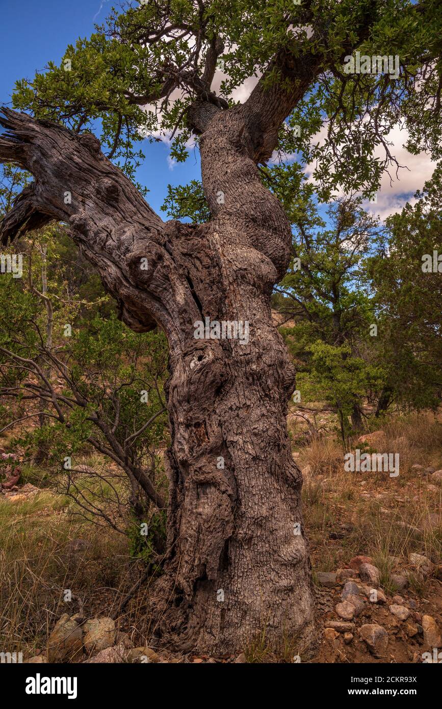 Arizona White Oak, (Quercus arizonica), Santa Rita Mountains, Arizona, USA. Stock Photo