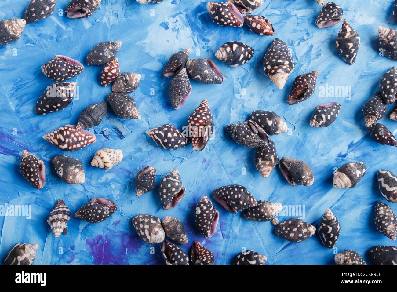 Black small seashells pattern on a blue concrete background, top view, flat lay. Stock Photo