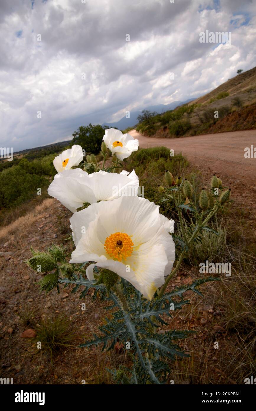 Crested pricklepoppies (Argemone platycerus) grow in the foothills of the Santa Rita Mountains of the Coronado National Forest in the Sonoran Desert n Stock Photo