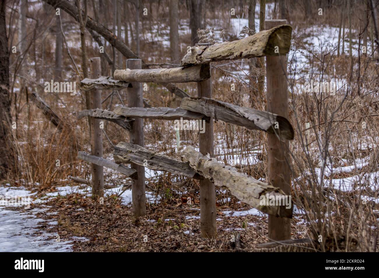 Cedar fence in the winter Stock Photo