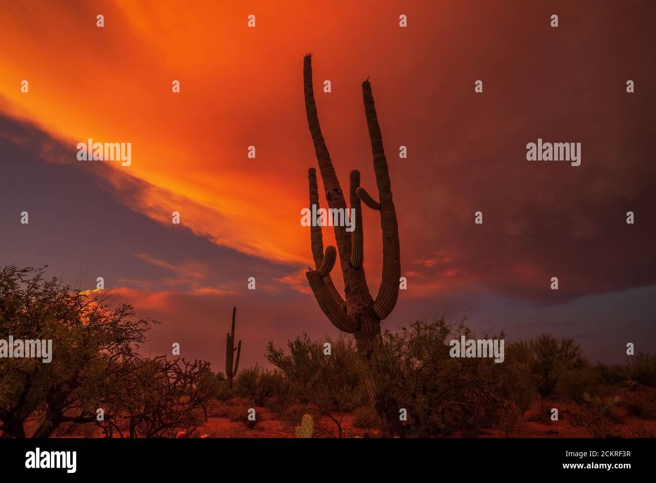 The last light of day during July monsoon in the Sonoran Desert on the Tohono O'odham Reservation., southwest of Tucson, Arizona, USA. Stock Photo