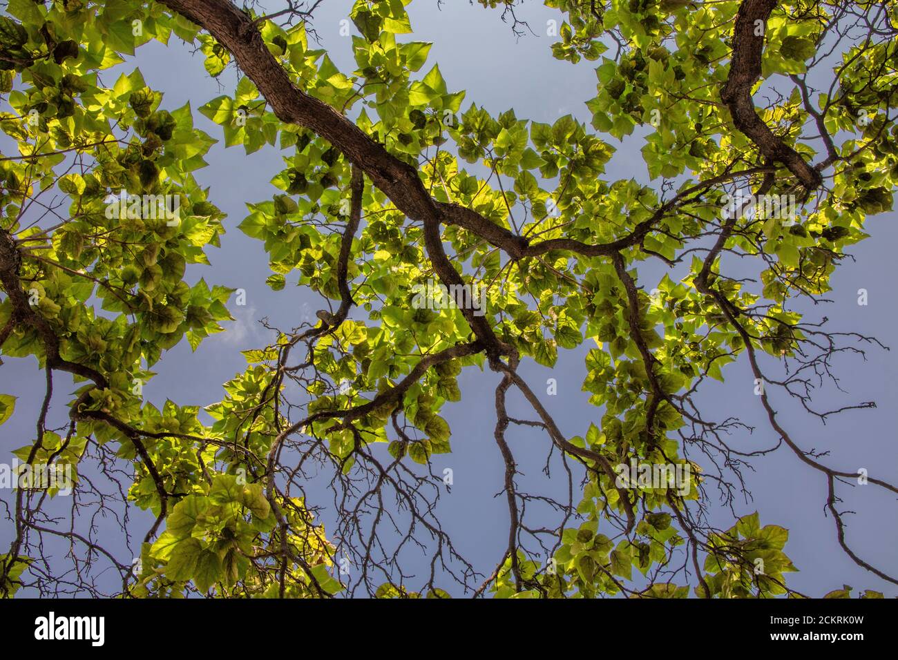 Tree branches and leaves with sun behind Stock Photo
