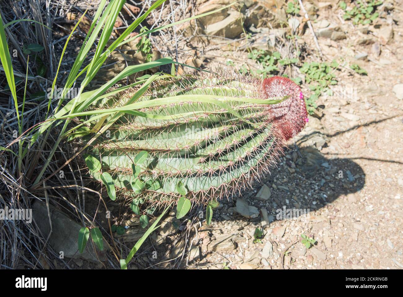 Turks Cap cactus growing wild on the east end of St. Croix by Jack and Isaac Bay in the US Virgin Islands Stock Photo