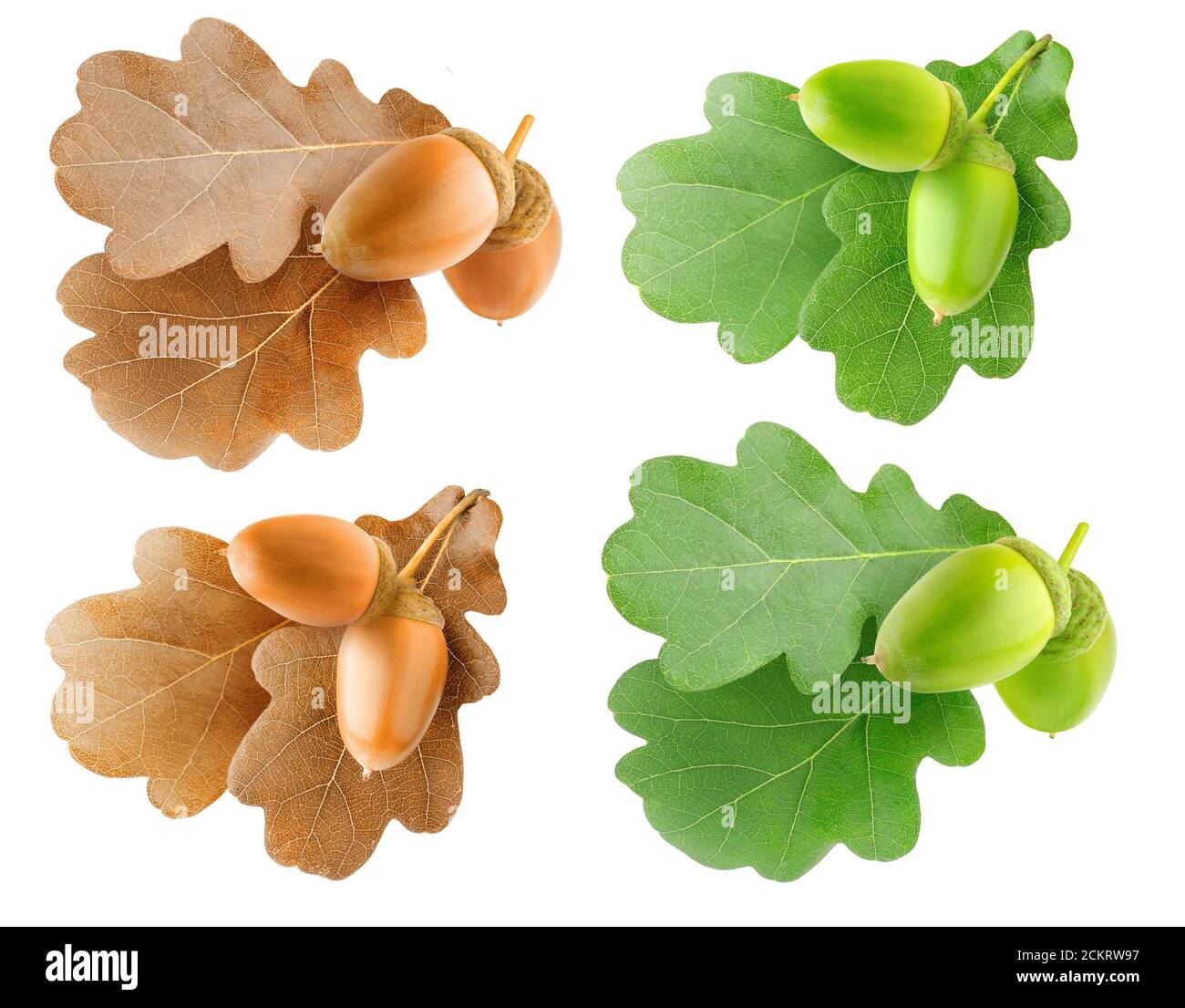 Isolated oak tree branchlets. Summer and autumn oak tree leaves and acorns isolated collection on white background Stock Photo