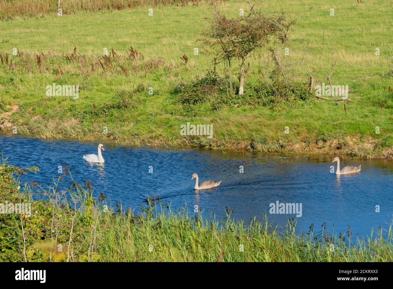 Adult parent Mute swan with juveniles swimming in natural water source. Grassy foreground and background. Landscape format. Stock Photo