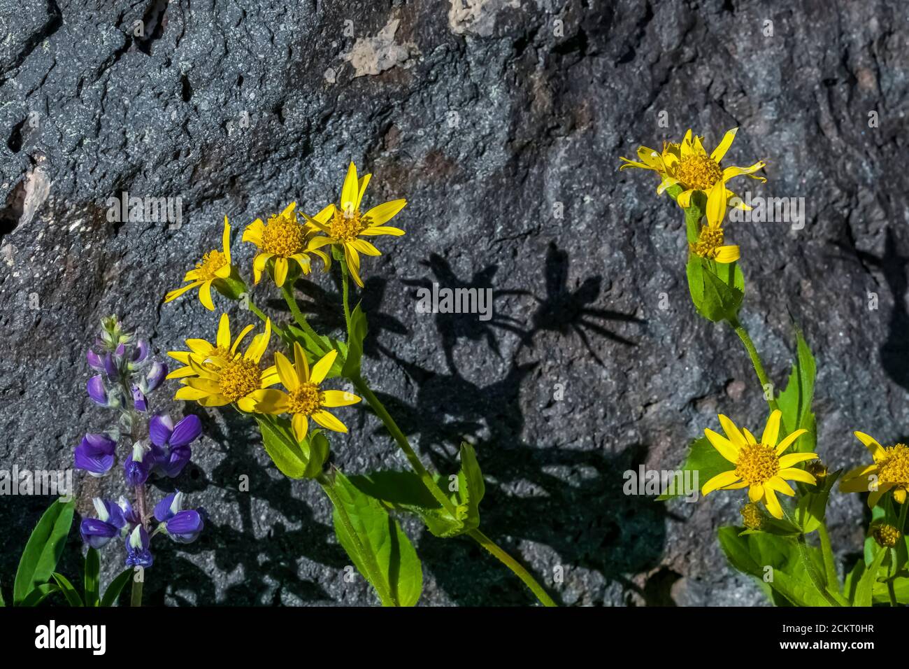 Broadleaf Lupine, Lupinus latifolius, and Sticky Arnica, Arnica ovata, blooming on  Heliotrope Ridge below Mount Baker, Mount Baker-Snoqualmie Nationa Stock Photo