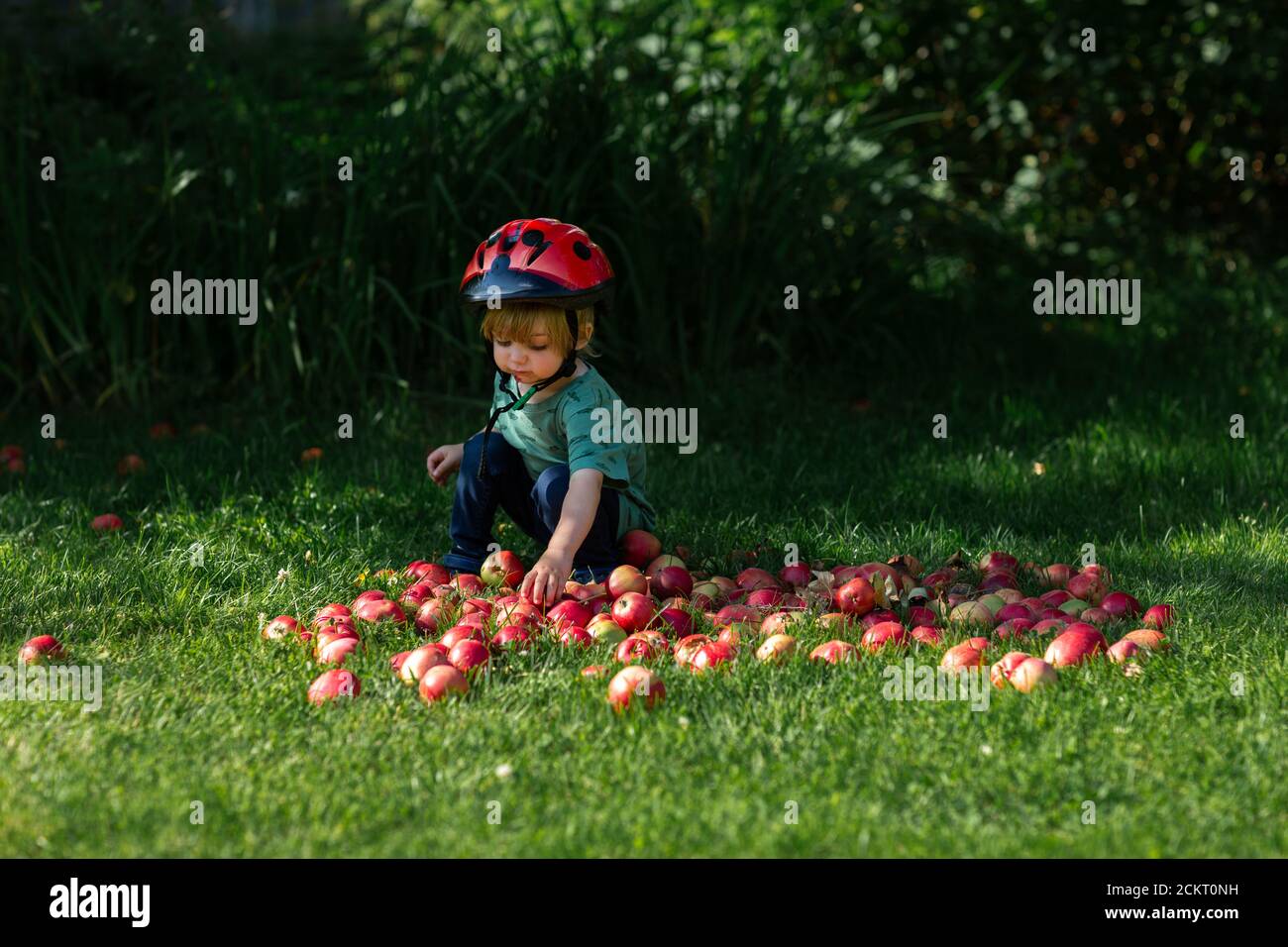 young boy picking apples off the ground Stock Photo Alamy