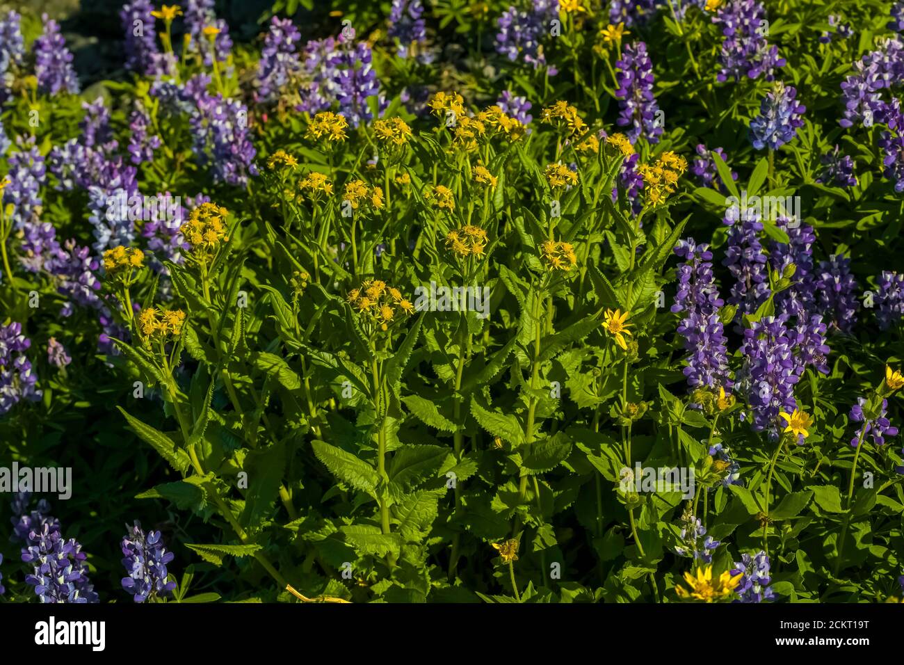 Arrowleaf Groundsel, Senecio triangularis, and Broadleaf Lupine, Lupinus latifolius, blooming on Heliotrope Ridge below Mount Baker, Mount Baker-Snoqu Stock Photo