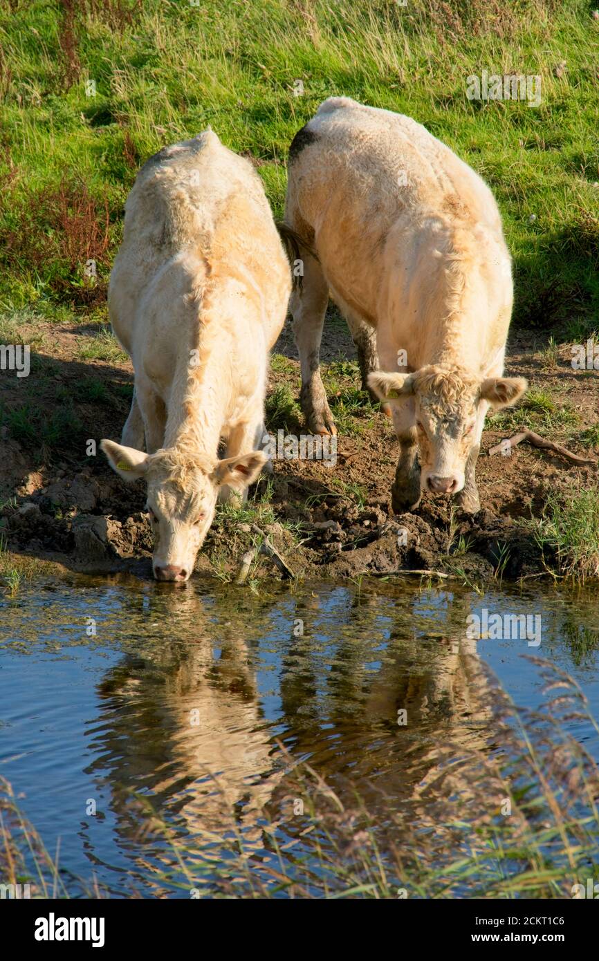Pair of white cows drinking from natural water source, from waters' edge. Reflection of cows in the water.  Portrait format. Stock Photo