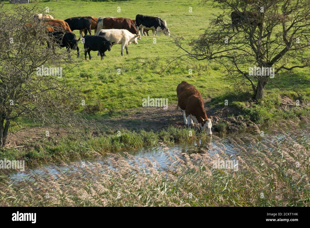 Cow drinking water from natural source, standing at waters edge. Reflection in the water. Reeds in foreground, Cows in background. Landscape format. Stock Photo