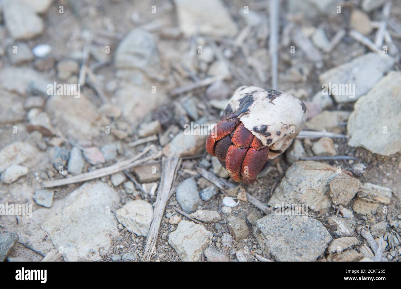Large Caribbean hermit land crab crawling at Isaac Bay beach in closeup on St. Croix in the US VI Stock Photo