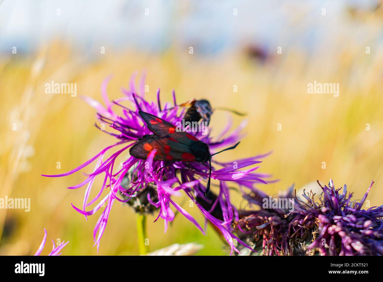 Six spot burnet feeding on a knapweed blooming flower, black and red bug sitting on a. plant on a sunny day. British meadows wildlife, polinators in Stock Photo