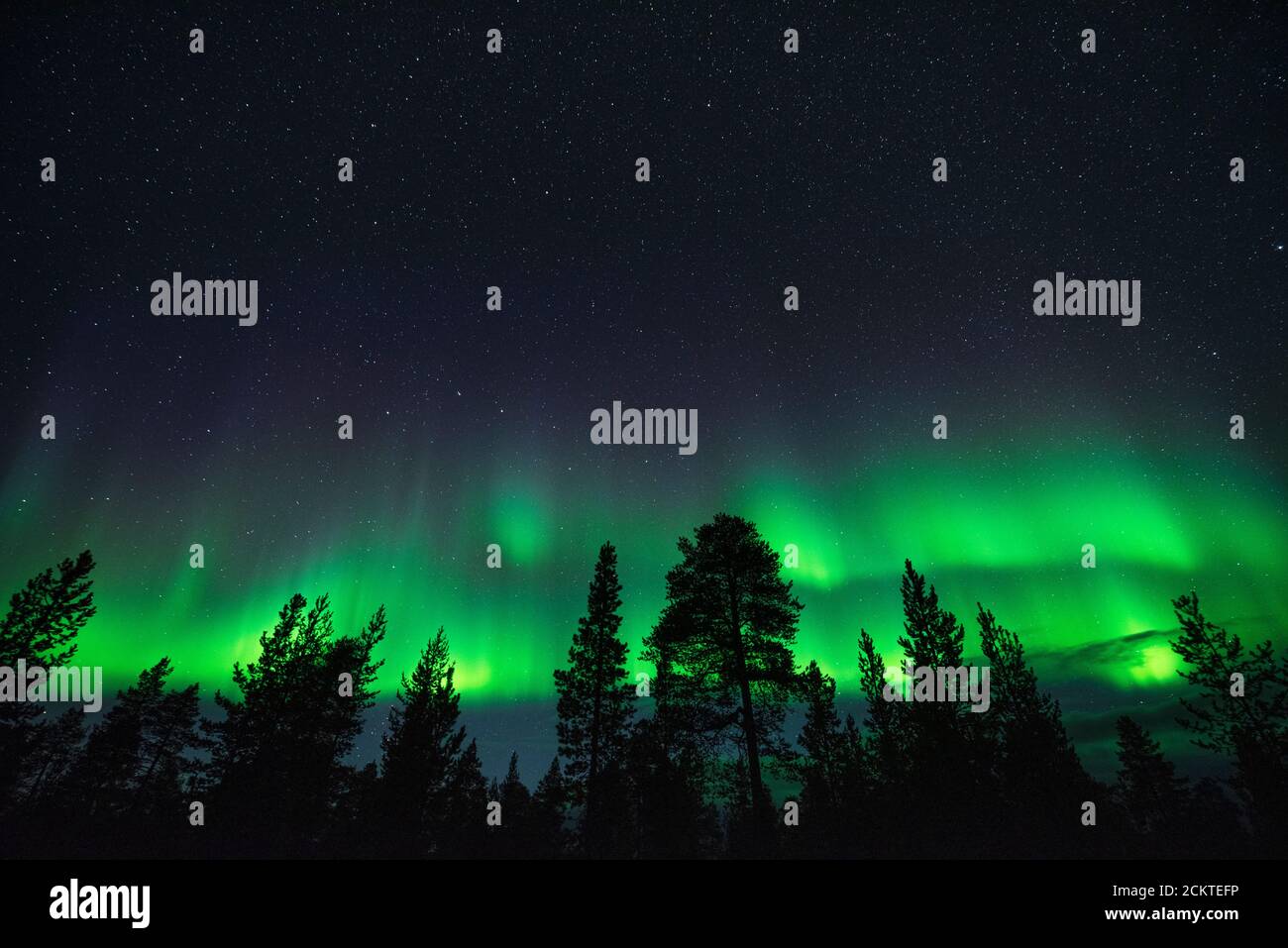 Aurora Borealis, Northern Lights, above boreal forest Stock Photo - Alamy