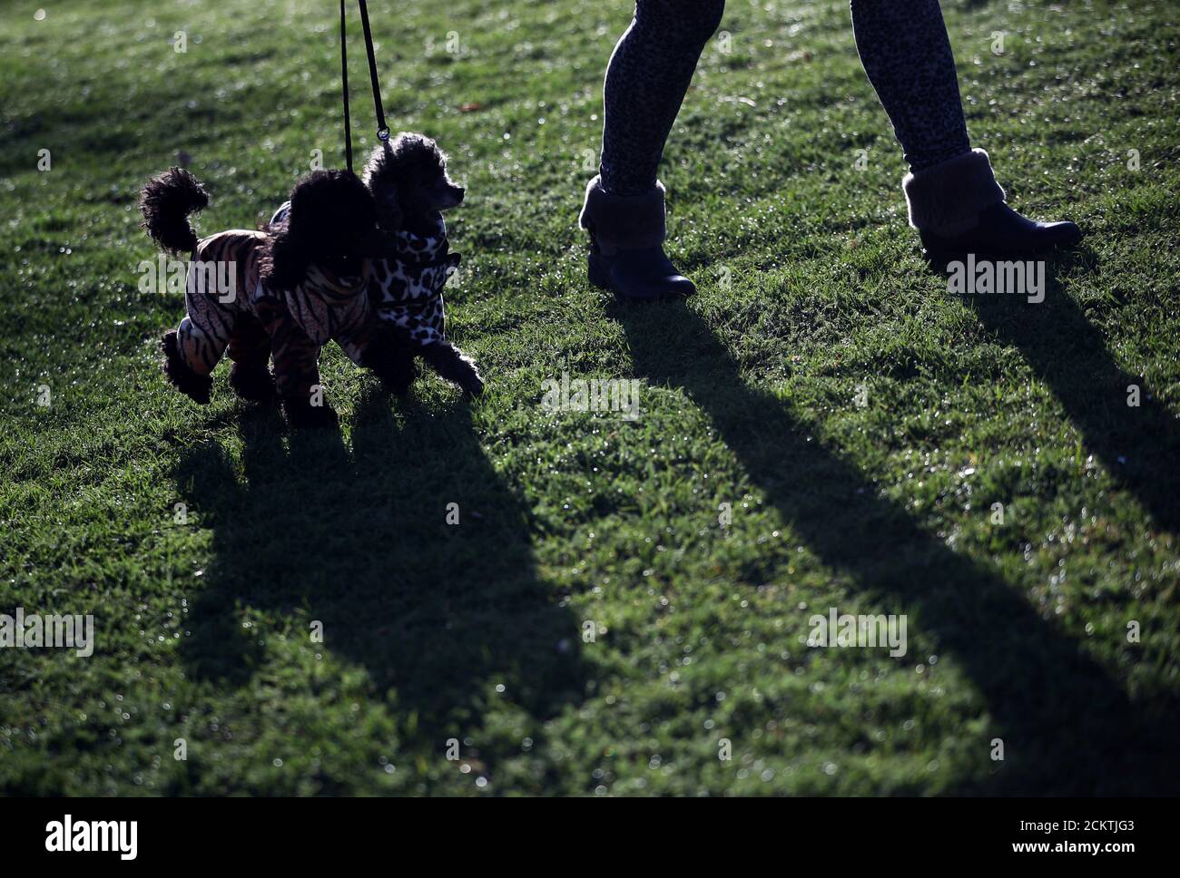 Toy Poodles arrive for the first day of the Crufts Dog Show in Birmingham, Britain, March 7, 2019. REUTERS/Hannah McKay Stock Photo