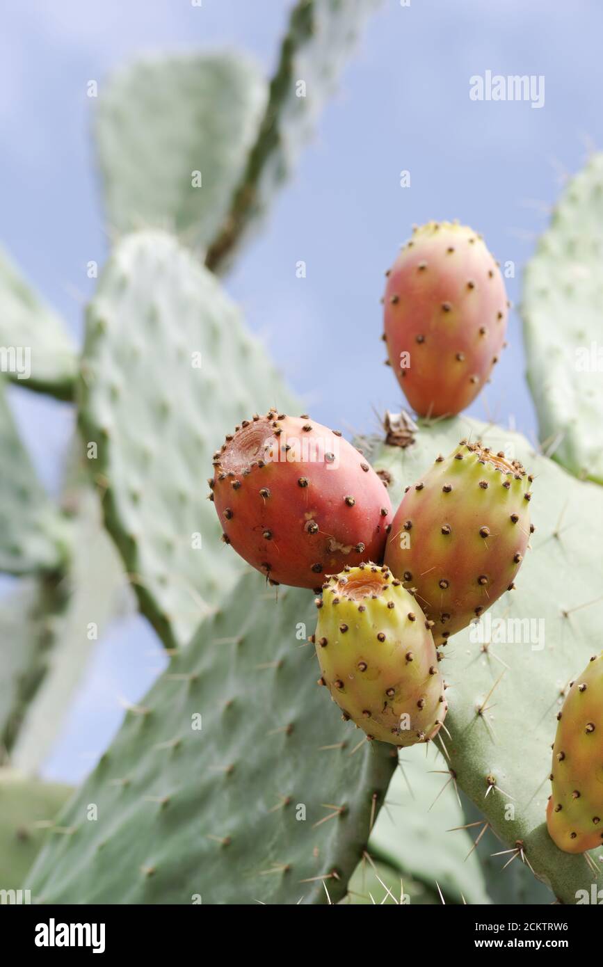 Wildly growing Sicilian prickly pears (opuntia ficus indica) heaving with fruit (Noto region, Sicily, Italy) Stock Photo