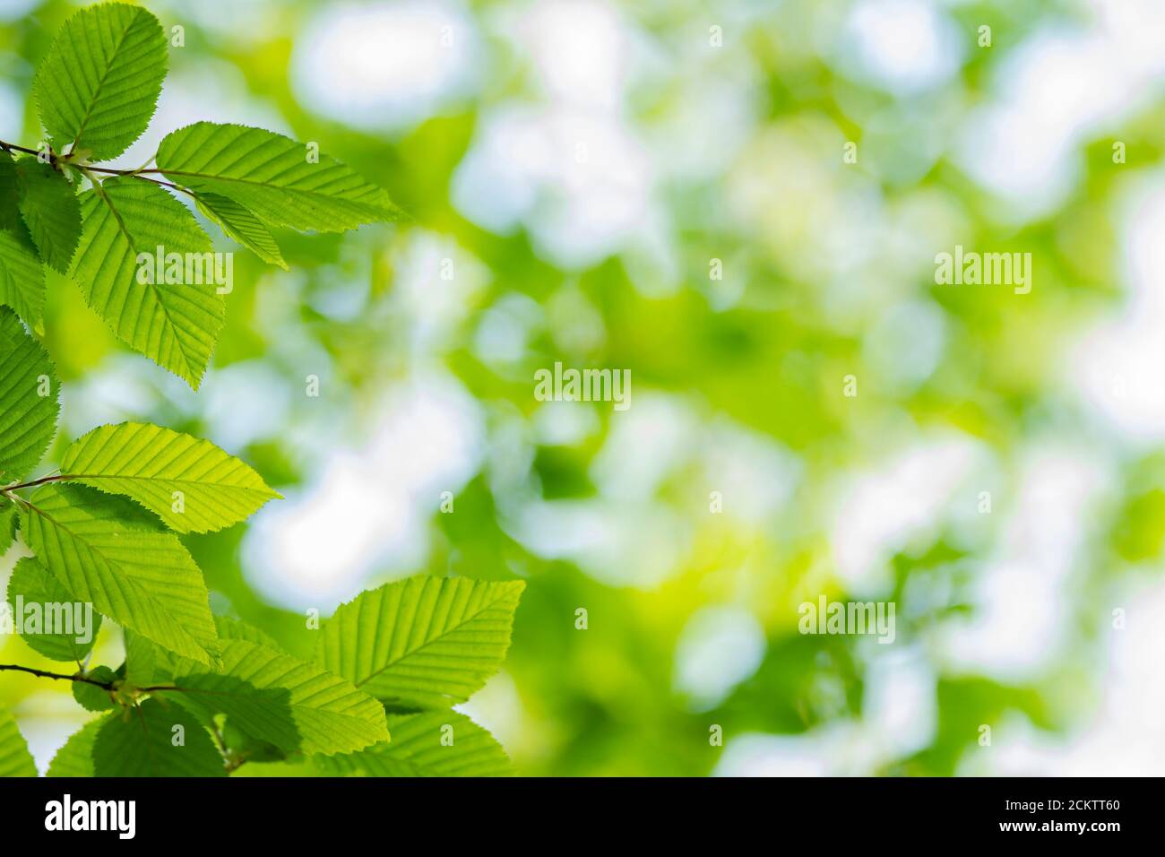 Close up of hornbeam leaves at spring Stock Photo
