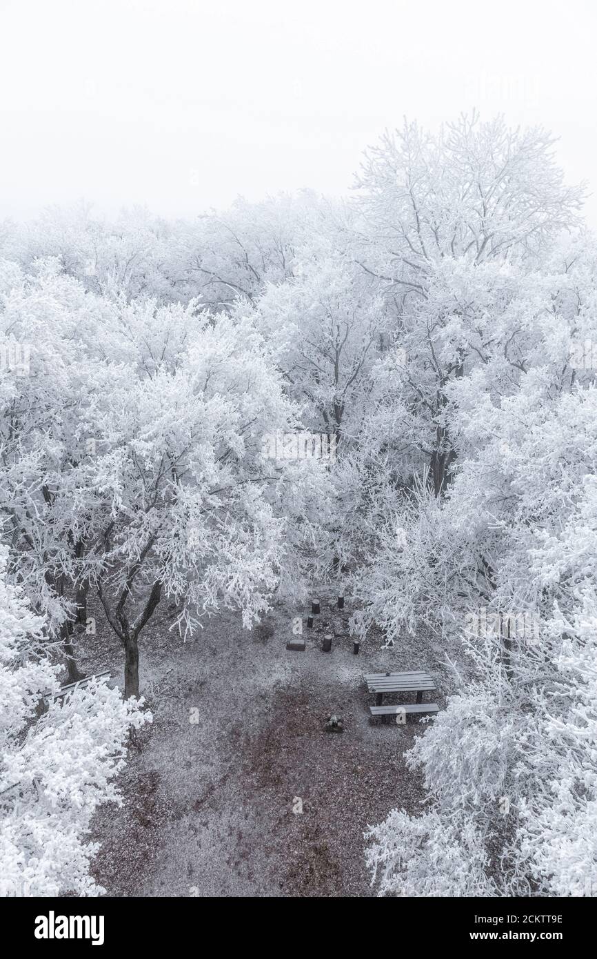 Misty mood in the winter forest hi-res stock photography and images - Alamy