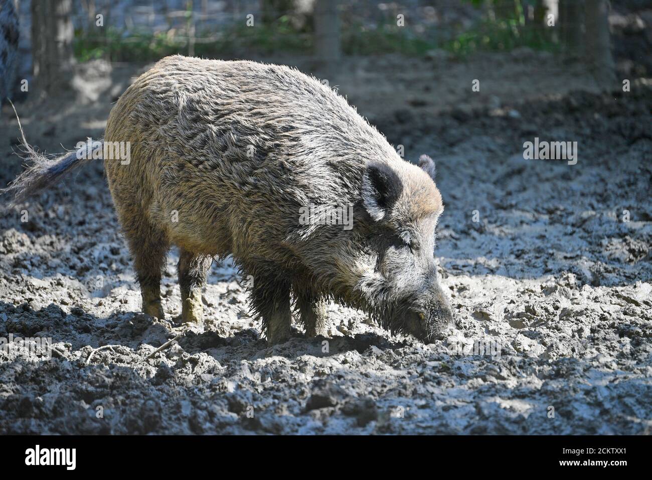 Poing, Deutschland. 16th Sep, 2020. Wild boar in the Poing Wildlife Park on  September 16, 2020. African swine fever is a serious viral infection that  only affects pigs (domestic and wild boars)