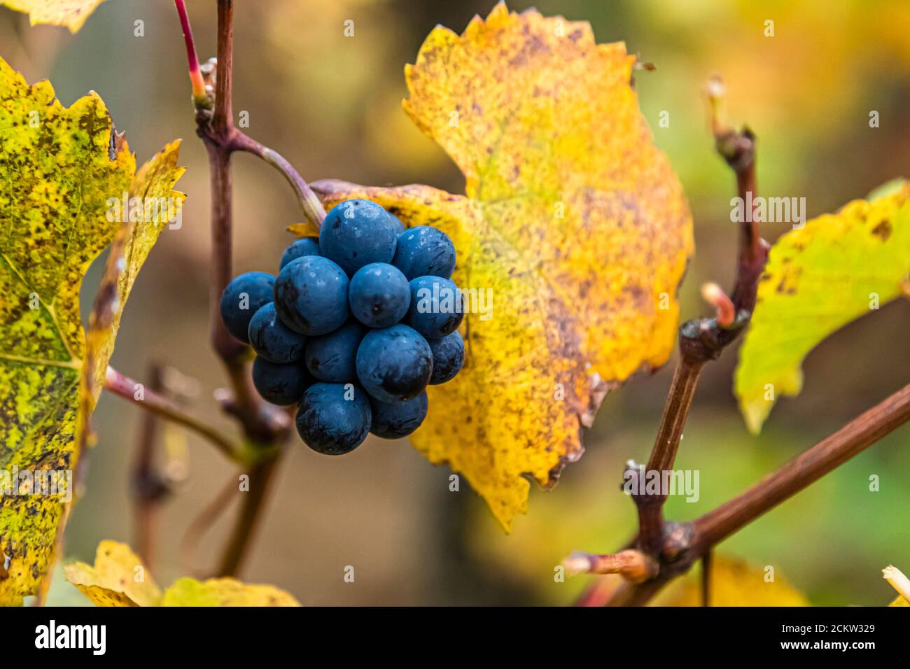Grapes on the vine in the famous wine appellation of Corton in Burgundy