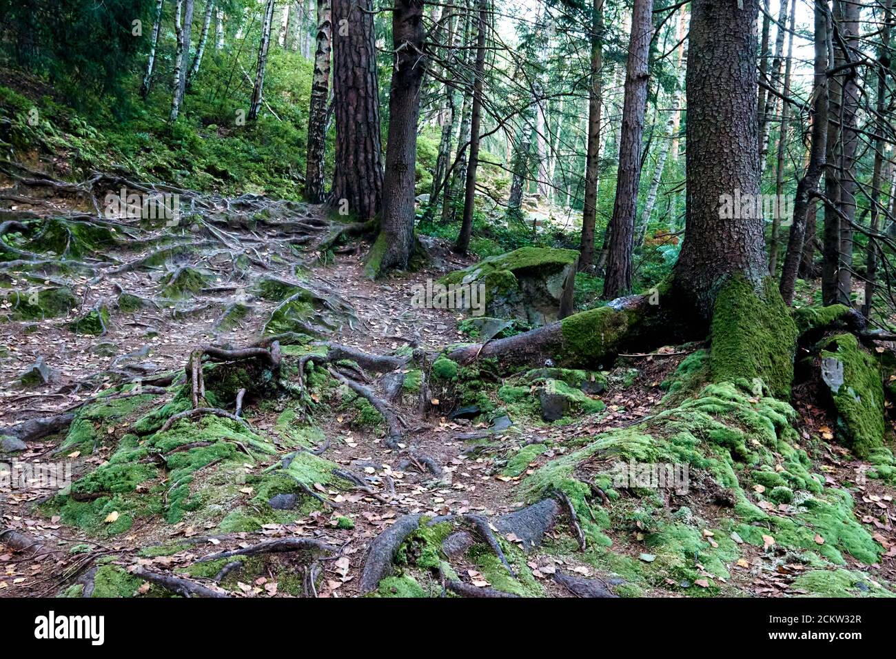 Beautiful mystical dark autumn forest in fog. A path between fir and ...