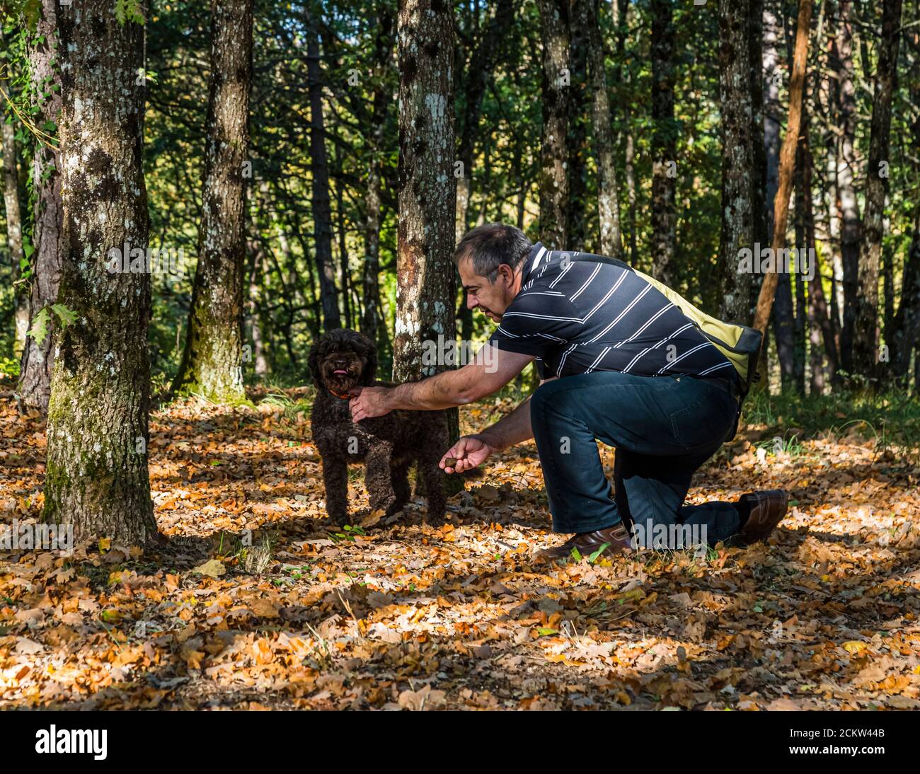 Dog helping to harvest black truffles in Burgundy, France. Truffle lady Elfe is 9 years old. In training, the dogs are trained to smell the ripe truffles. The dogs can indicate truffles at a depth of 10 to 12 centimeters Stock Photo
