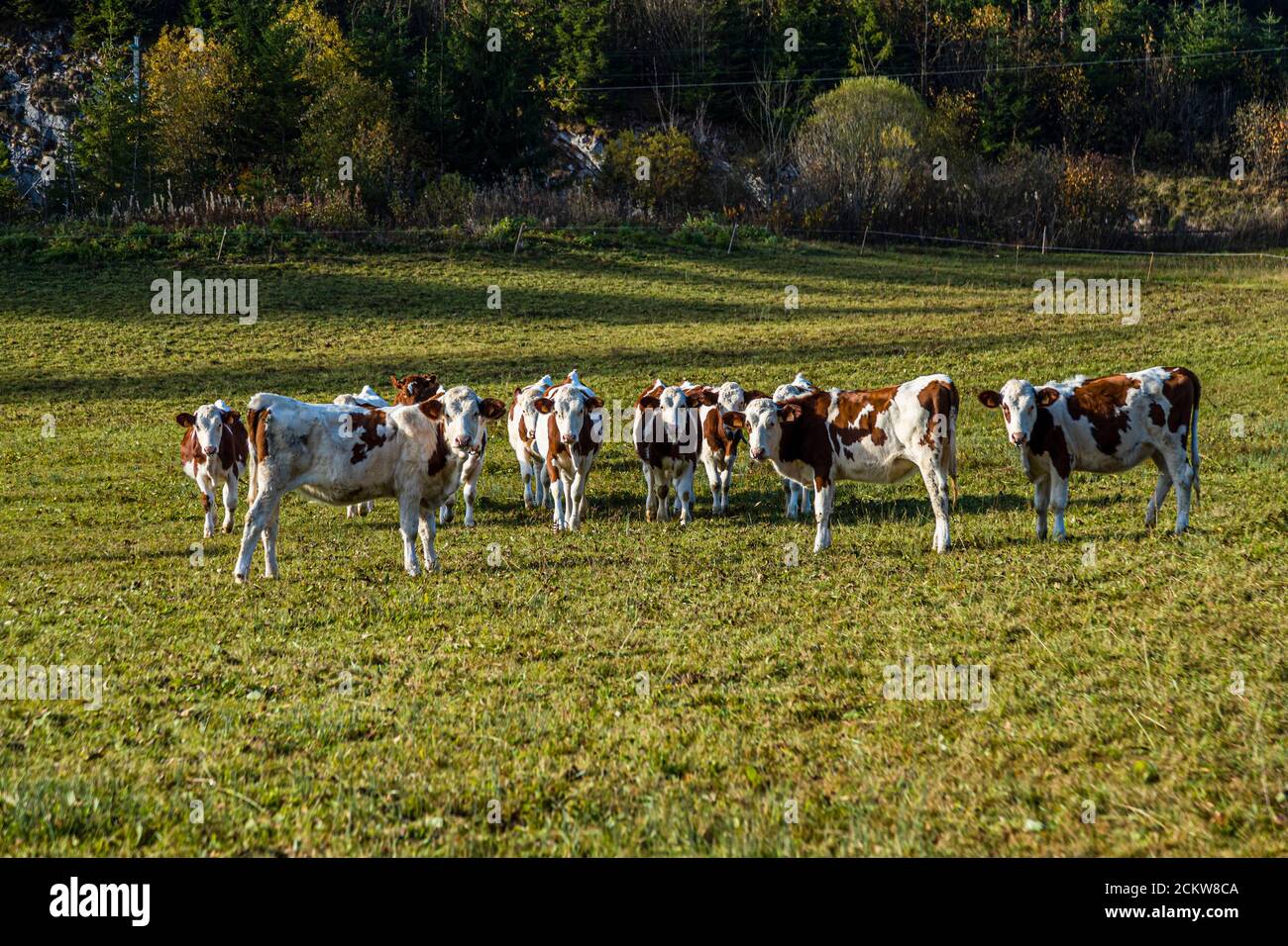 Montbéliard cattle herd near Pontarlier, France Stock Photo