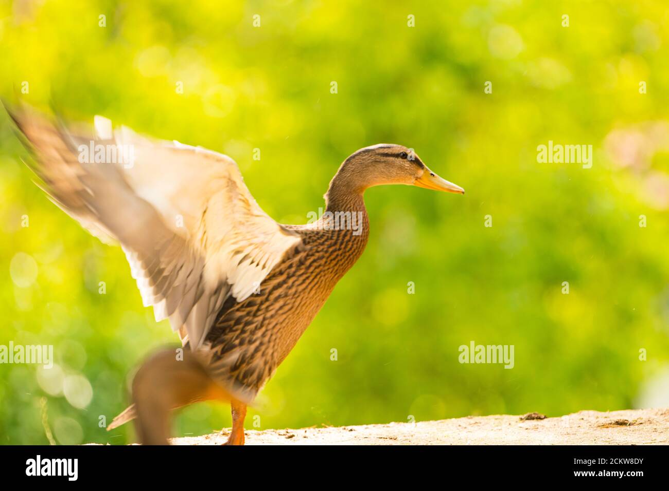 Wild ducks flapping their wings just before flying Stock Photo - Alamy