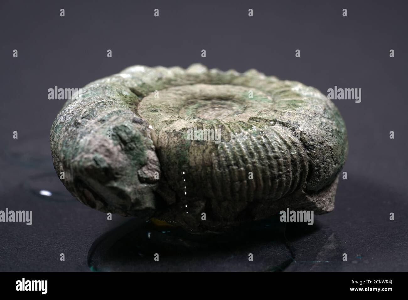 Closeup shot of an ammonite fossil squid Stock Photo