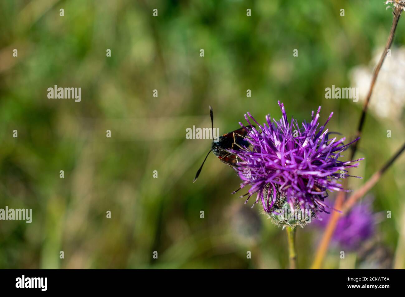 Six spot burnet feeding on a knapweed blooming flower, black and red bug sitting on a. plant on a sunny day. British meadows wildlife, polinators in Stock Photo