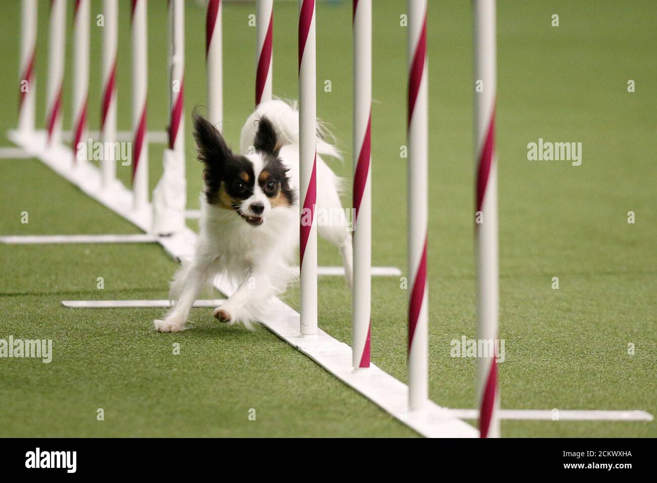 westminster agility papillon