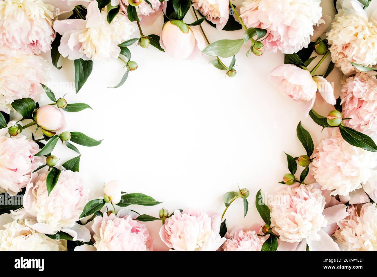 frame made of beautiful pink peonies on white background. Flat lay, top ...