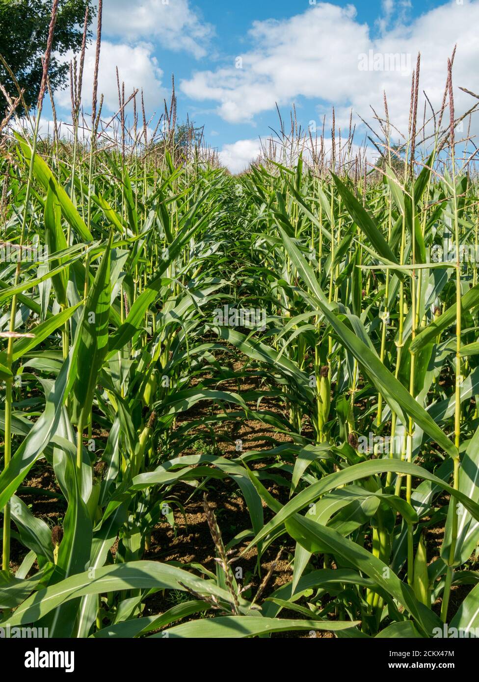Sunlit rows of tall green maize or sweet corn crop plants growing in UK farmer's field with blue sky above in September, Leicestershire, England, UK Stock Photo
