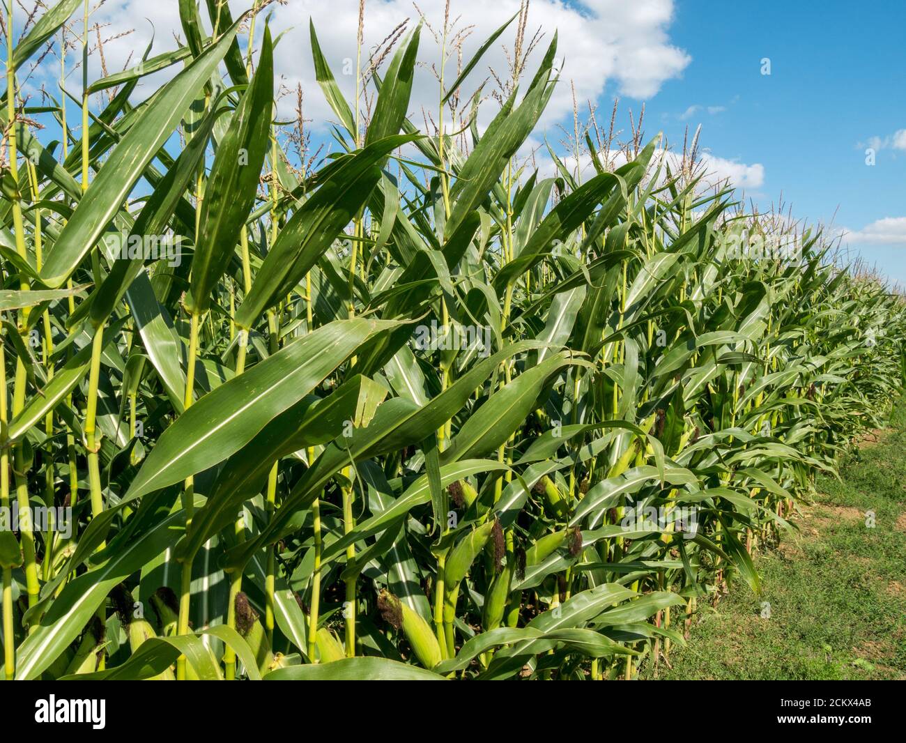 Sunlit rows of tall green maize or sweet corn crop plants growing in UK farmer's field with blue sky above in September, Leicestershire, England, UK Stock Photo