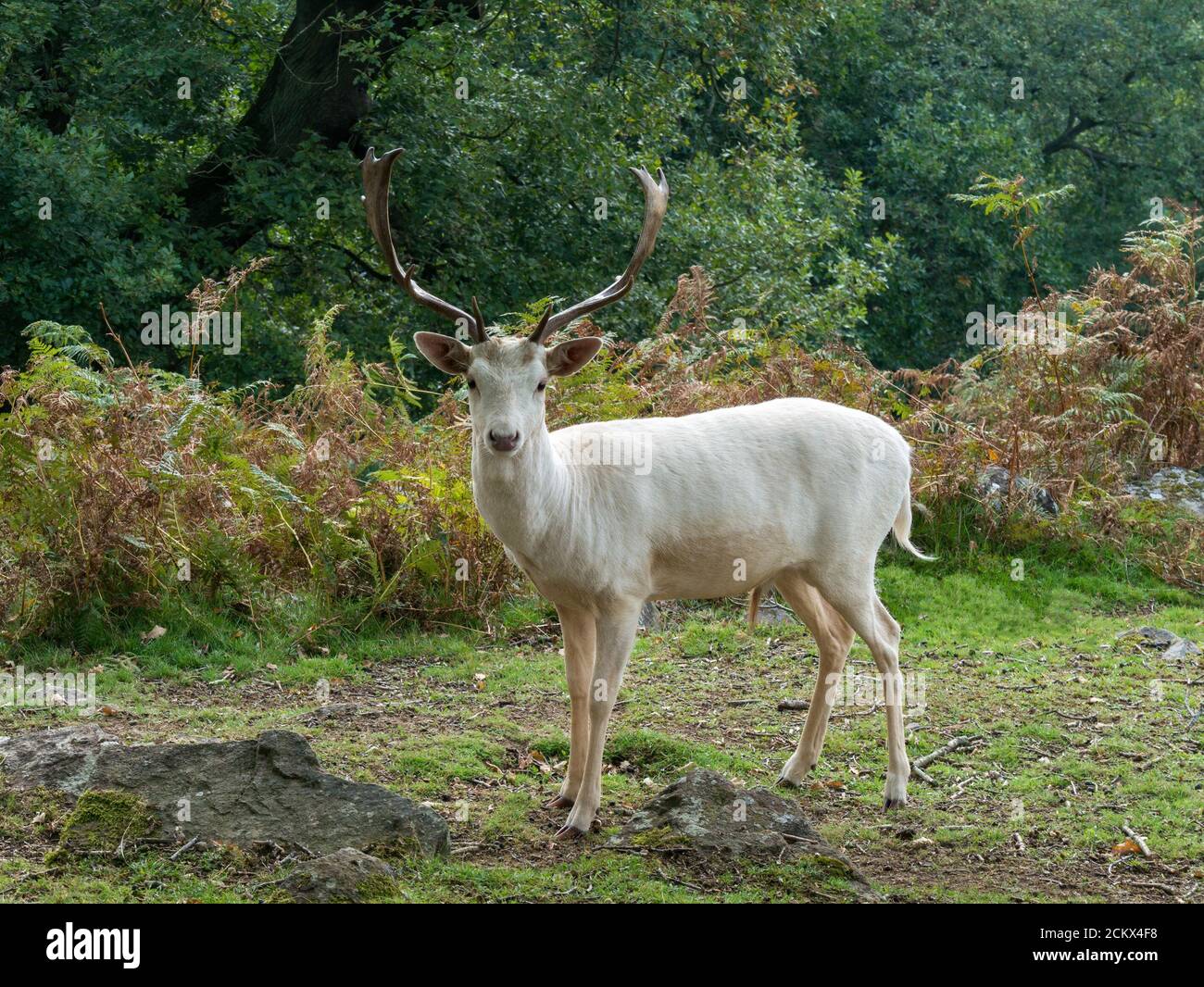 White hart deer hi-res stock photography and images - Alamy