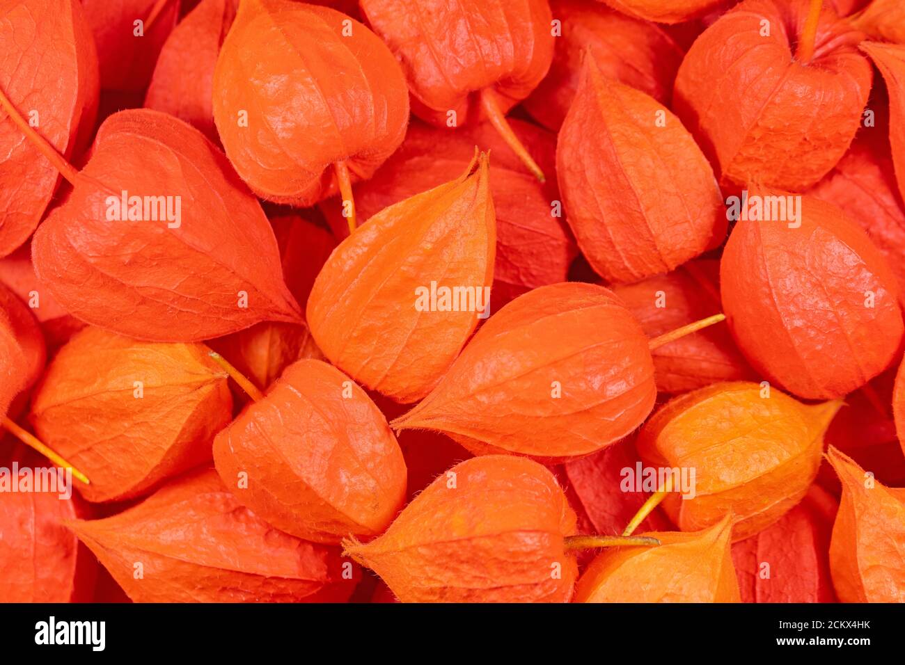 Physalis Flower High Resolution Stock Photography And Images Alamy