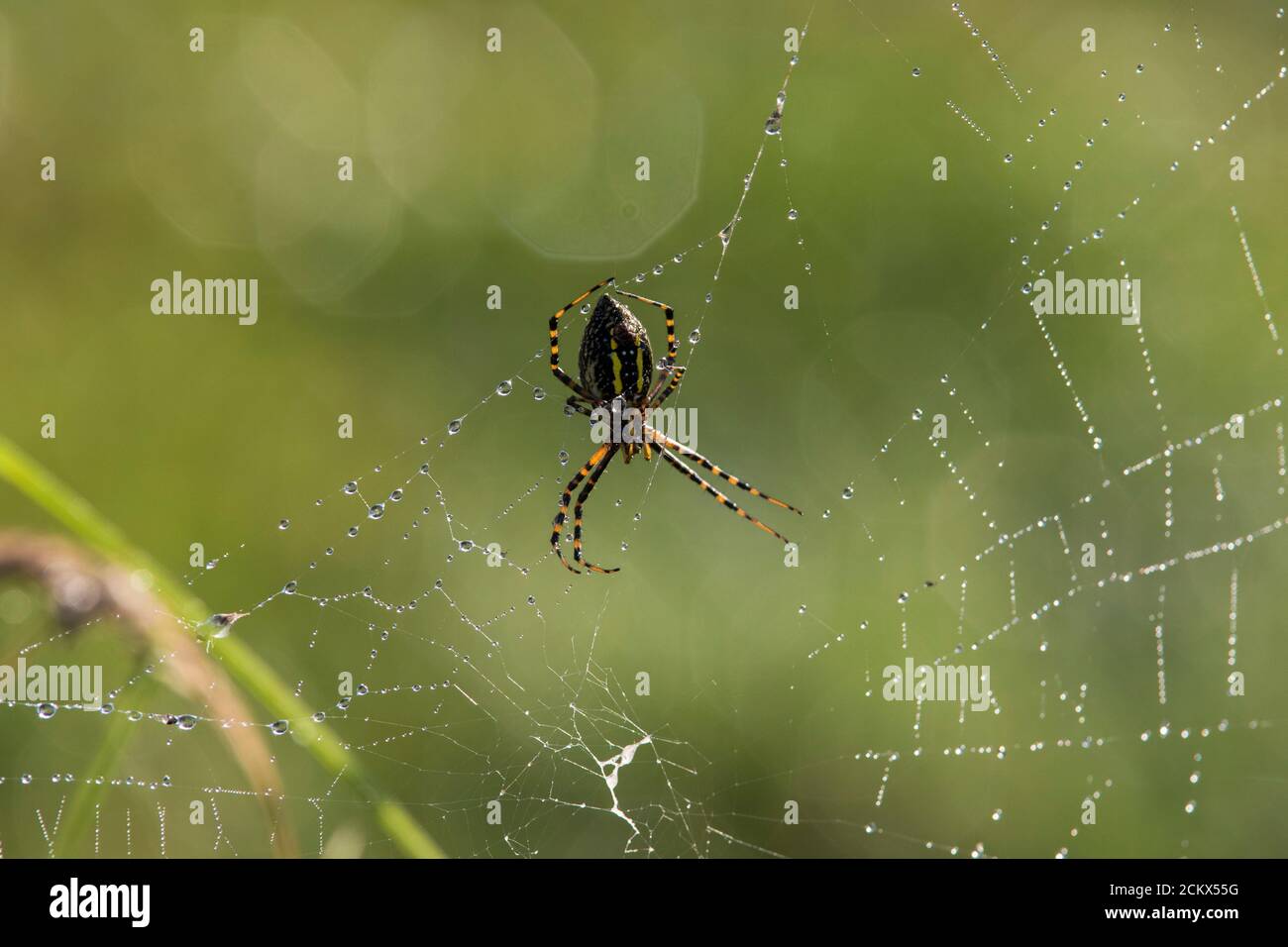 Argiope Trifasciata (the Banded Garden Spider Or Banded Orb Weaving ...