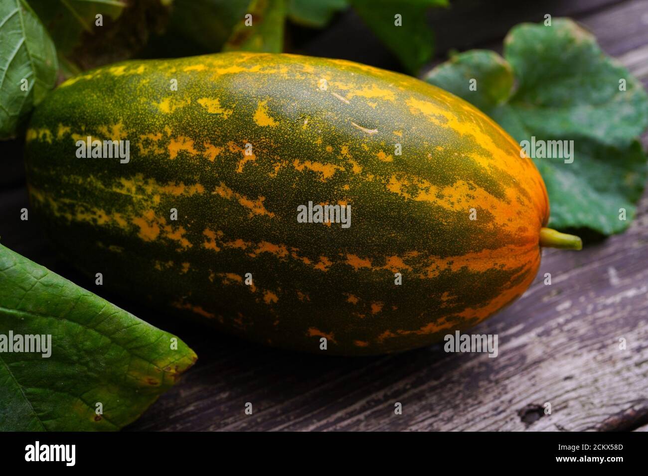 Homegrown Sambar Cucumber in backyard garden, selective focus Stock Photo