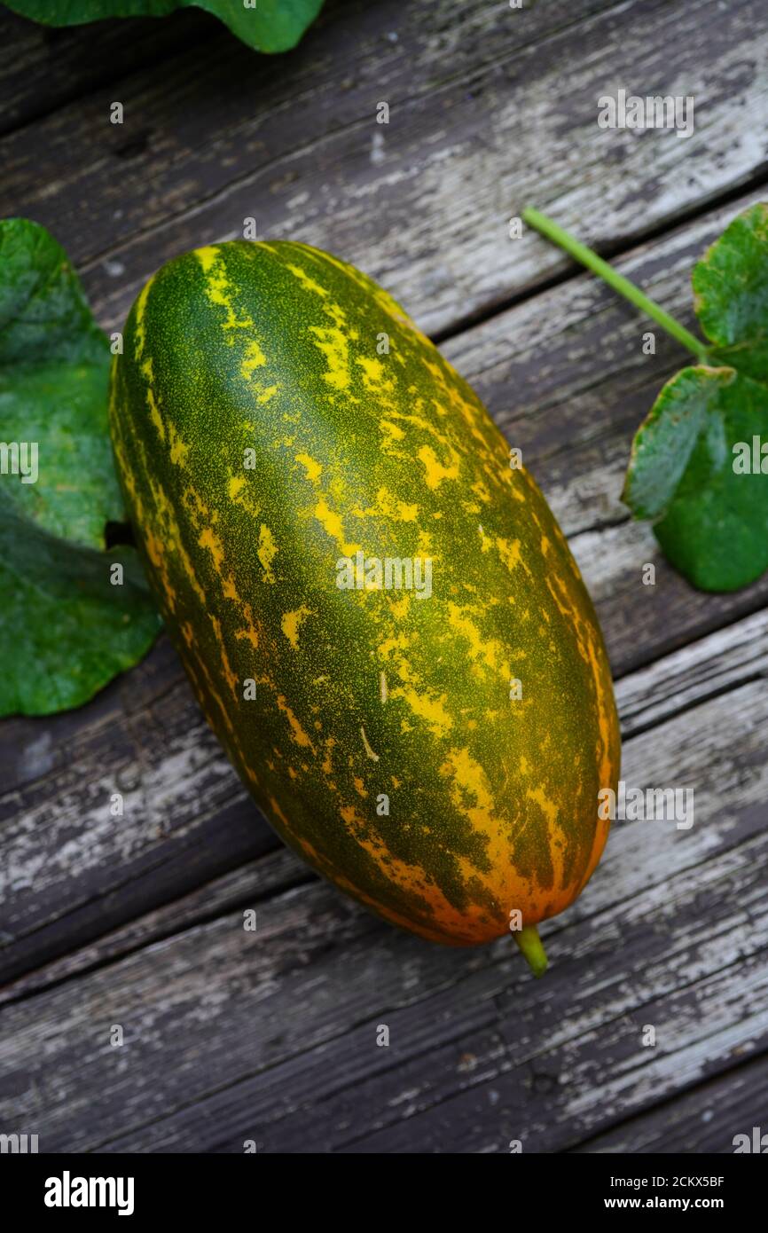 Homegrown Sambar Cucumber in backyard garden, selective focus Stock Photo