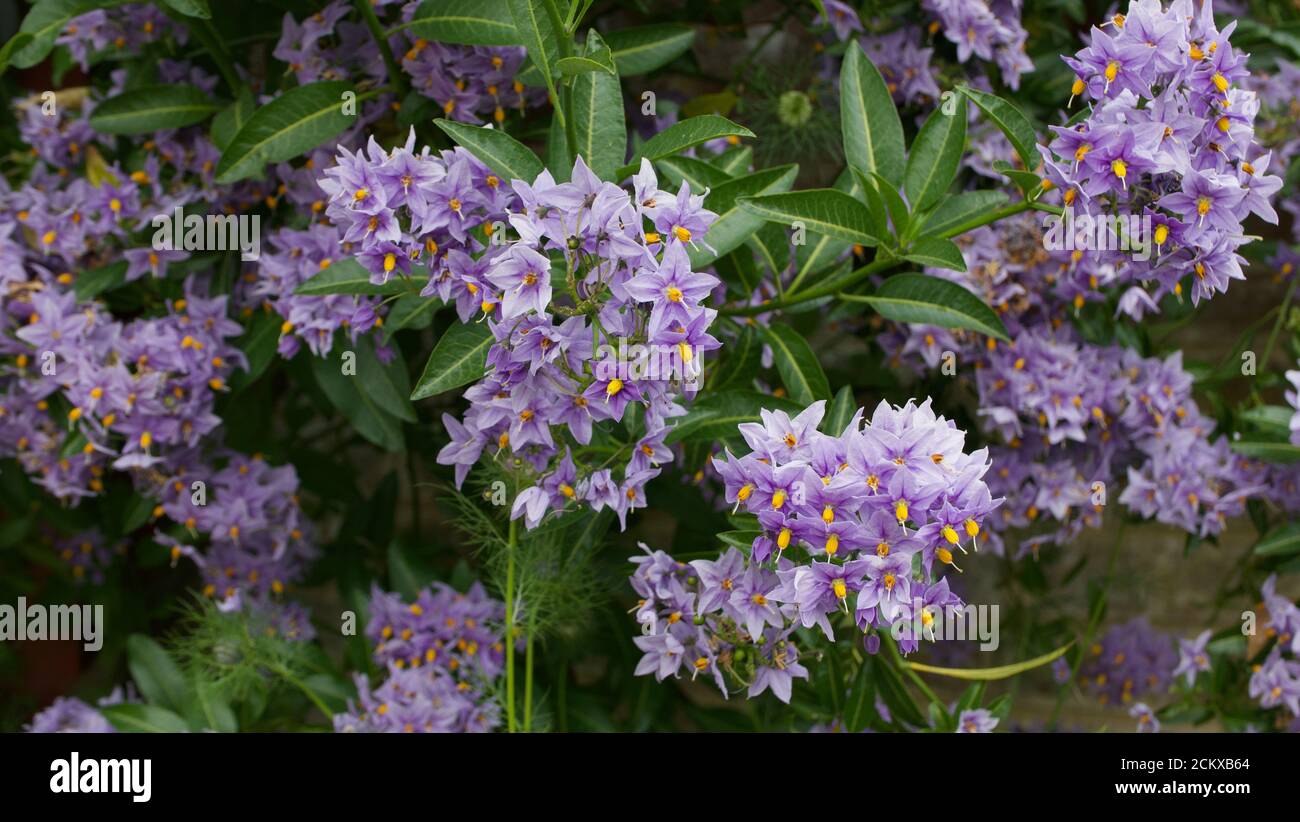 Purple perennial solanum shrub with yellow stamens and green foliage in summer Stock Photo