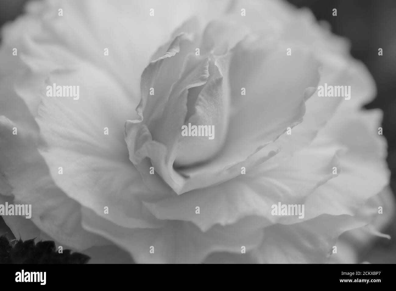 Amerihybrid Roseform white begonia flower blossom Stock Photo
