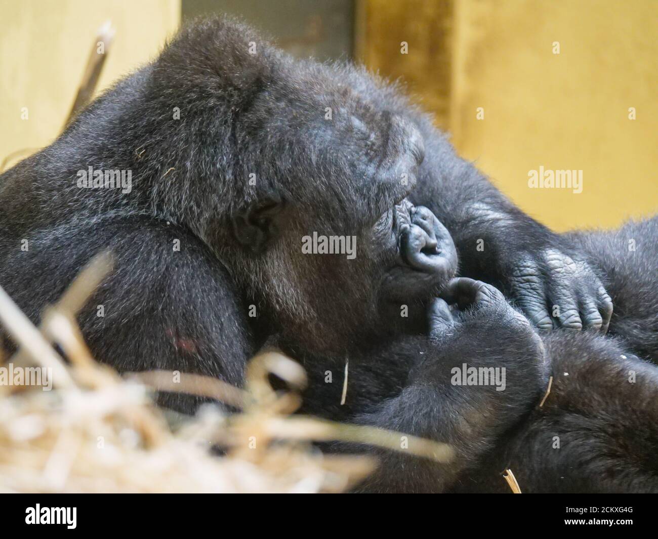 Monkey at the Zoo in Zurich Stock Photo Alamy
