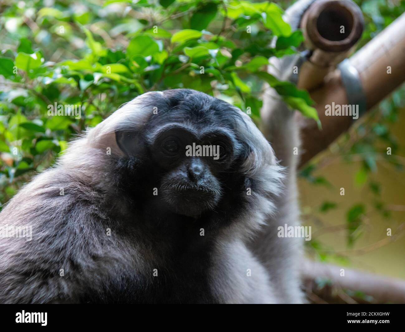 Monkey at the Zoo in Zurich Stock Photo Alamy
