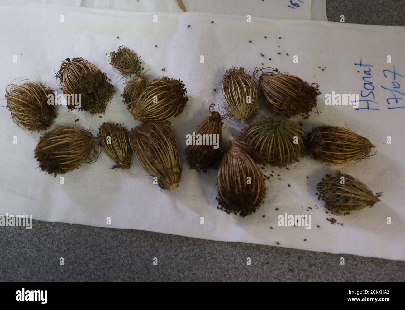 Medicinal technology hires stock photography and images Alamy