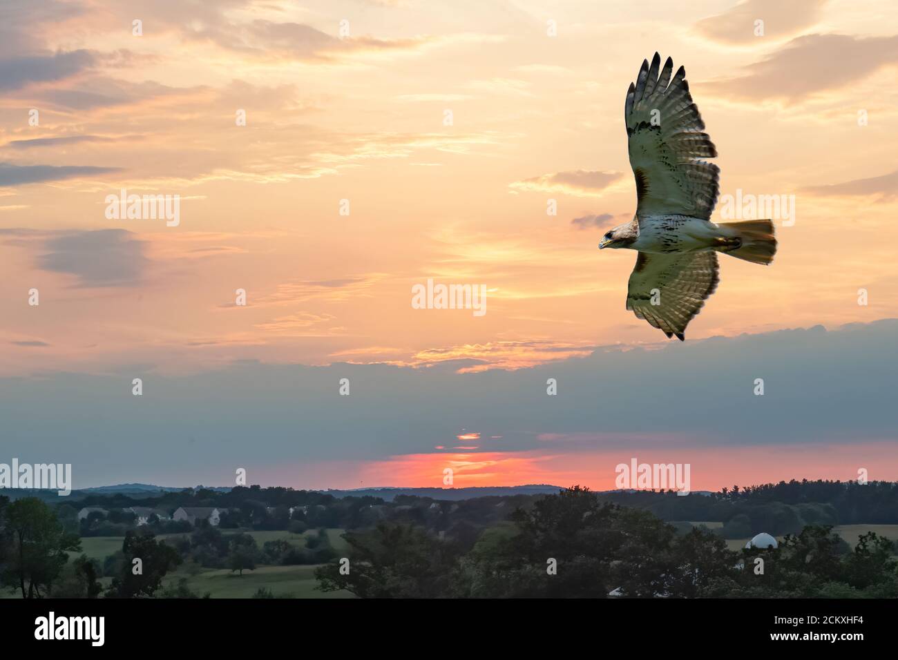 RED-TAILED HAWK (BUTEO JAMAICENSIS) FLYING OVER FARMLAND IN SOUTH EASTERN PENNSYLVANIA Stock Photo